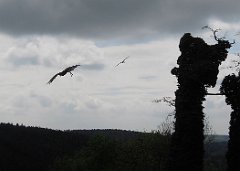 DSCN7585